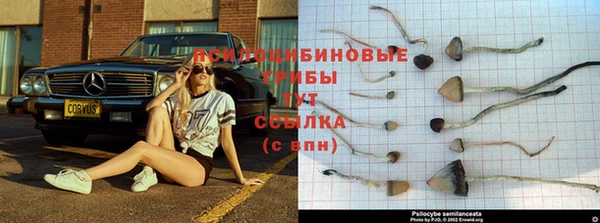 гидра Аркадак